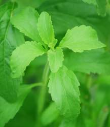 Stevia (groen plantje) - natuurlijke suikervervanger