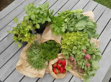 groenten en fruit in (deels in papieren zakjes) op houten tuintafel in de zelfoogsttuin