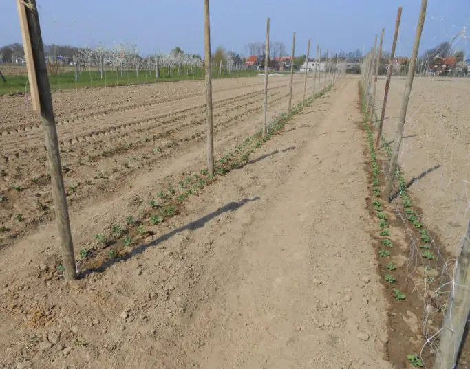 Jonge erwtenplantjes op rijen langs draad op het veld van de zelfoogsttuin