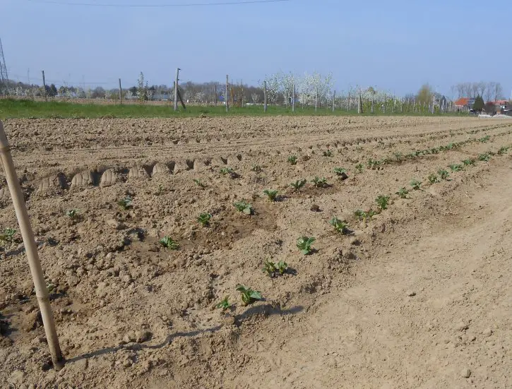 Veld van de zelfoogsttuin in Hasselt in april - De labbonen (tuinbonen) beginnen stilaan te groeien. 