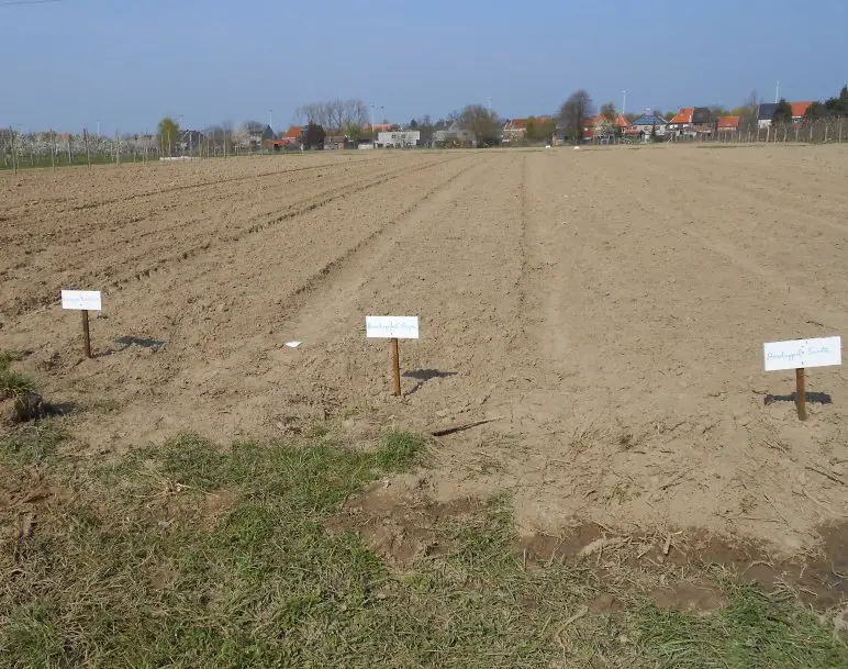 Jonge aardappel planten op het veld van de zelfoogsttuin in april