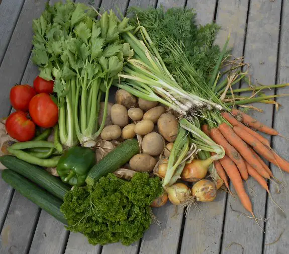 Zelfoogsttuin Hasselt - oogst van week 31 (augustus) op houten tuintafel