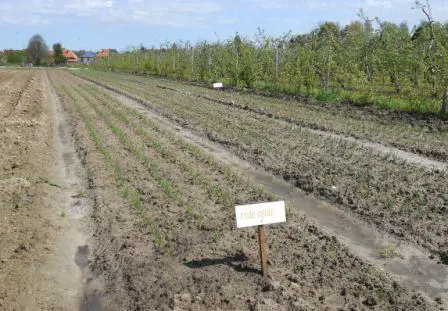 Pas geplante uien op het veld van de zelfoogsttuin in Hasselt