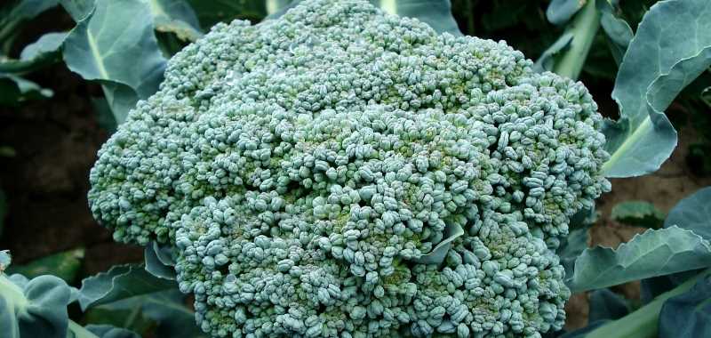 Broccoli - supergezonde groente