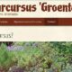 online-jaarcursus-groenten-kweken-frank