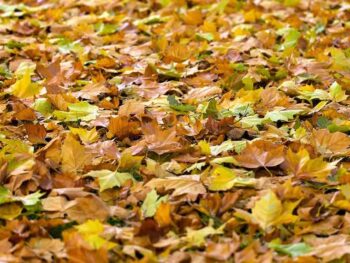 Kleurige herfstbladeren op de grond - ideaal om zelf bladcompost van te maken.