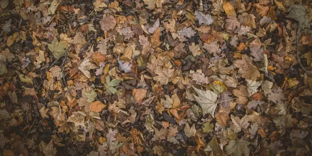 Bruine herfstbladeren - ideaal om zelf bladcompost van te maken.