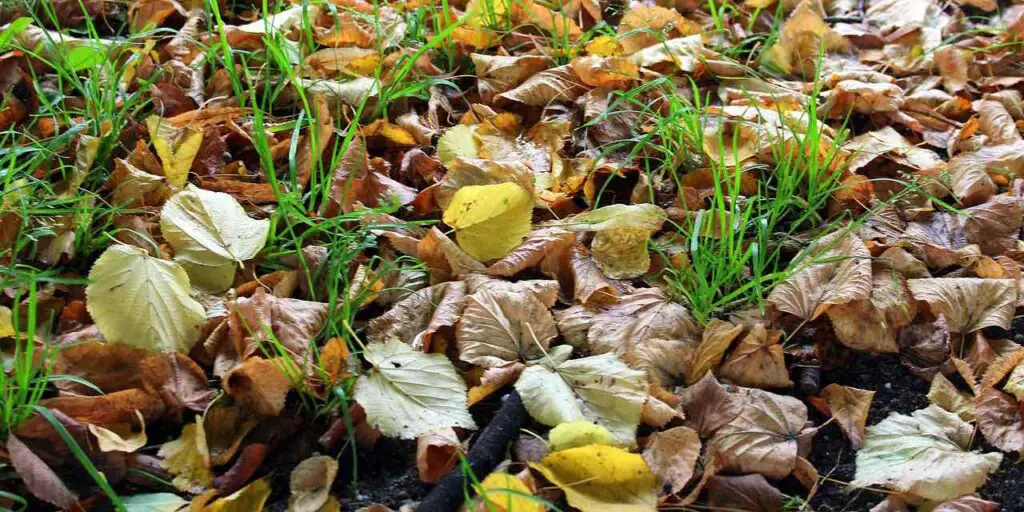 Herfstbladeren op het gras